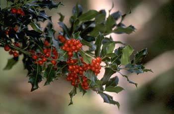 Acebo - Fruto (Ilex aquifolium)