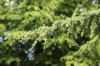 Cedro del Líbano (Cedrus libani)