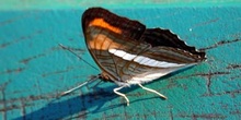 Mariposa (Adelpha sp)