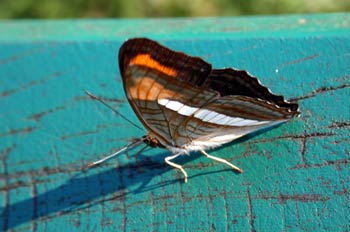 Mariposa (Adelpha sp)