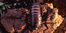 Cucaracha tropical