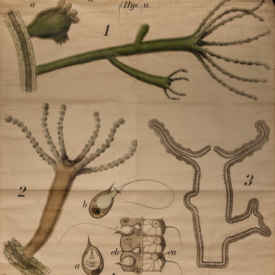 IES_RAMIRODEMAEZTU_BIOLOGIA_023