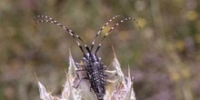 Longicornio de los cardos (Agapanthia irrorata)