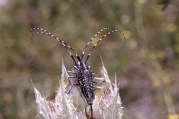 Longicornio de los cardos (Agapanthia irrorata)