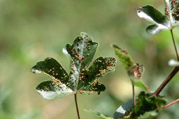 Agallas del arce