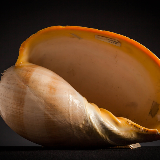 IES_CARDENALCISNEROS_CONCHAS_123