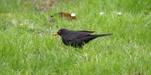 Mirlo común - Macho (Turdus merula)