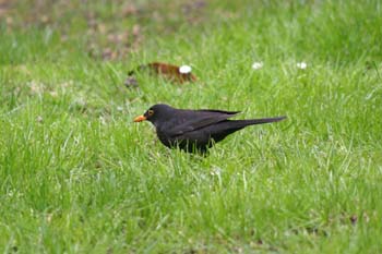 Mirlo común - Macho (Turdus merula)