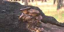 Seta de ostra (Pleurotus ostreatus)