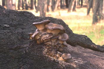 Seta de ostra (Pleurotus ostreatus)