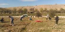 Plantación en el parque forestal de Valdebebas 2019 8