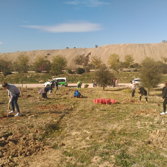 Plantación en el parque forestal de Valdebebas 2019 8