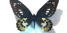 Ornithoptera rothschildi macho (Indonesia)