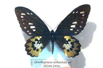 Ornithoptera rothschildi macho (Indonesia)