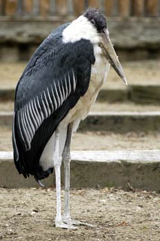 Marabú Africano