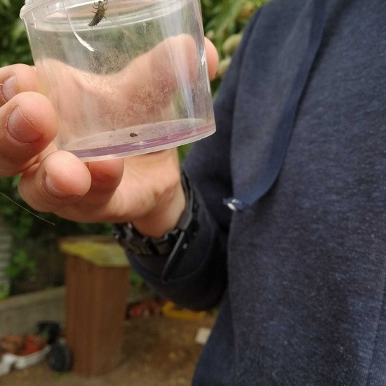 2019_06_07_Los alumnos de Quinto observan los insectos del huerto_CEIP FDLR_Las Rozas 7
