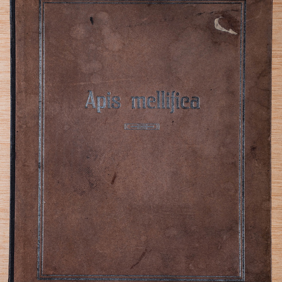 IES_CARDENALCISNEROS_Insectos_035