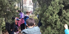 2018_12_05_1º Y 2º TRABAJAN LA BIODIVERSIDAD_PROYECTO THE GREAT PLANT HUNT_CEIP FDLR_Las Rozas 8