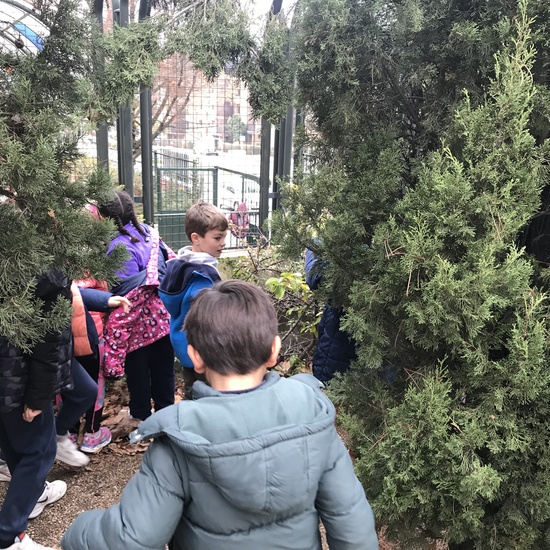 2018_12_05_1º Y 2º TRABAJAN LA BIODIVERSIDAD_PROYECTO THE GREAT PLANT HUNT_CEIP FDLR_Las Rozas 8