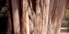 Ciprés -Tronco (Cupressus sempervivens)