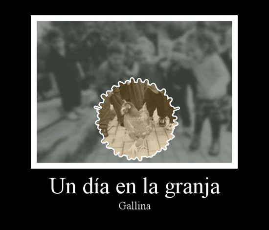 gallina 
