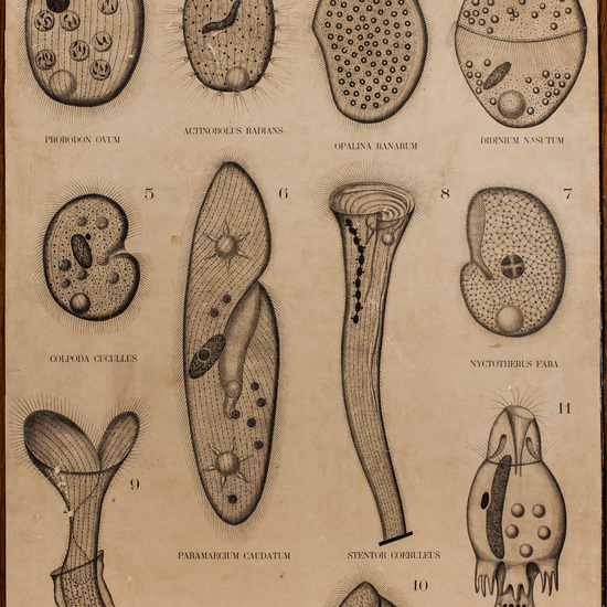 IES_CARDENALCISNEROS_BOTÁNICA_II_LÁMINAS_021