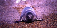 Lobo marino del Sur, Argentina