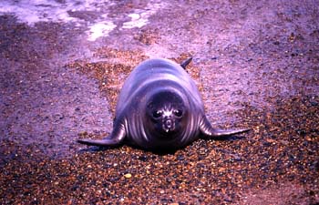 Lobo marino del Sur, Argentina