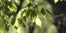 Arce negundo - Hoja (Acer negundo)