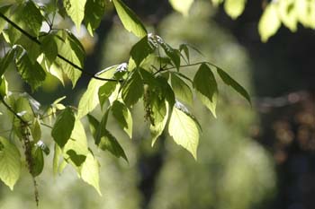 Arce negundo - Hoja (Acer negundo)