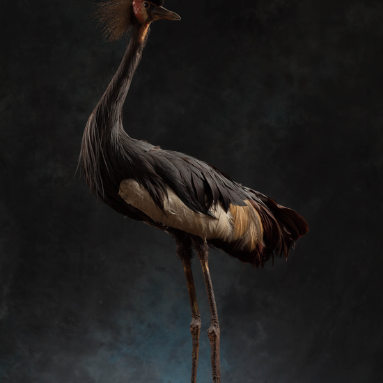 IES_SANISIDRO_MUSEO_Aves_163