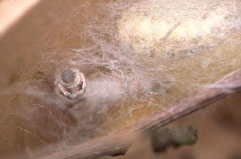 Mariposa de la seda - Crisálida  (Bombyx mori)