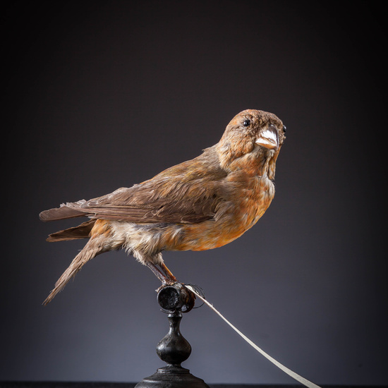 IES_SANISIDRO_MUSEO_Aves_039