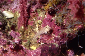 Blenio Mediterraneo (Blenidos)