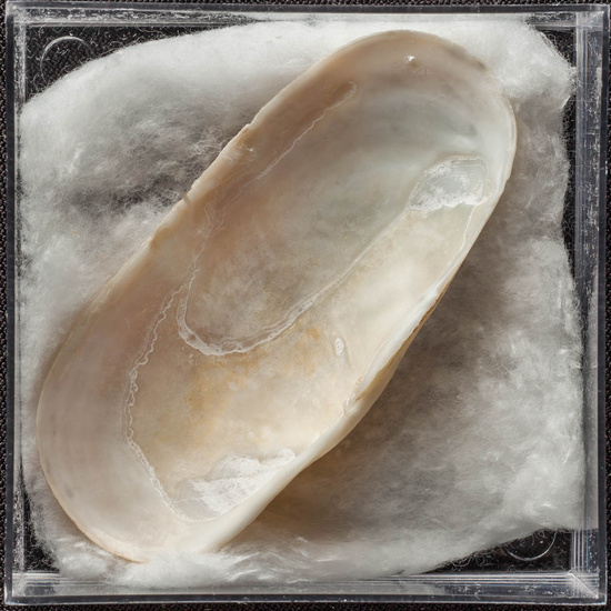 IES_ISABELLACATOLICA_BIOLOGIA_454