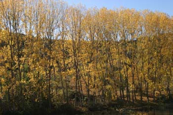 Chopo temblón - Chopera (Populus tremula)