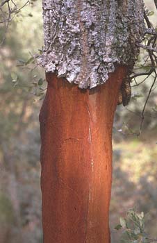 Alcornoque - Tronco (Quercus suber)