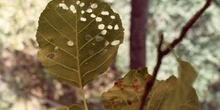 Aliso - Hoja (Alnus glutinosa)