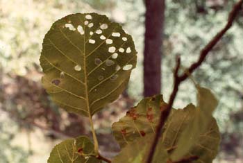 Aliso - Hoja (Alnus glutinosa)