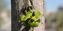 Gingo - Hojas (Ginkgo biloba)