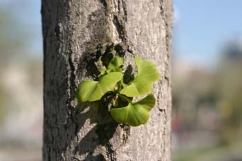 Gingo - Hojas (Ginkgo biloba)