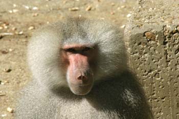 Papión (Papio cynocephalus)