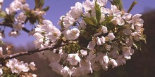 Cerezo - Flor (Prunus avium)