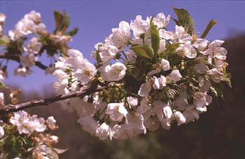 Cerezo - Flor (Prunus avium)