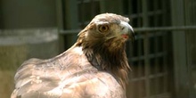 águila real (Aquila chrysaetos)