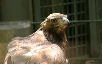 águila real (Aquila chrysaetos)