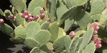 Opuntia canada