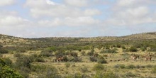 Guanacos, Argentina