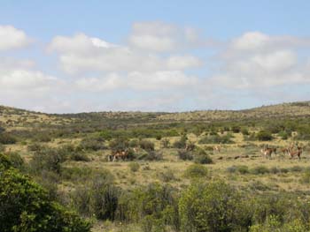 Guanacos, Argentina