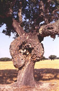 Alcornoque - Tronco (Quercus suber)